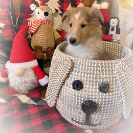 Collie Puppies from Cold Mountain Collies