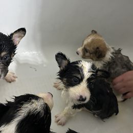 Pembroke Welsh Corgi Puppies from Alegandra’s Pembroke Welsh Corgis