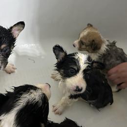 Pembroke Welsh Corgi Puppies from Alegandra’s Pembroke Welsh Corgis