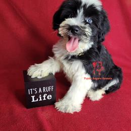Boy 1 - male Miniature Schnauzer puppy in Fairhope, Alabama from Puppy Sugars Kennels
