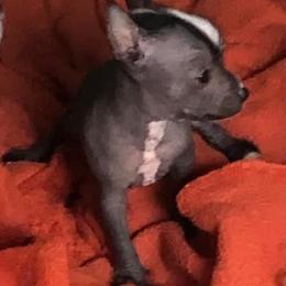 Chihuahua and Chinese Crested Puppies from Western Kentucky Chihuahua’s and Chinese Crested’s