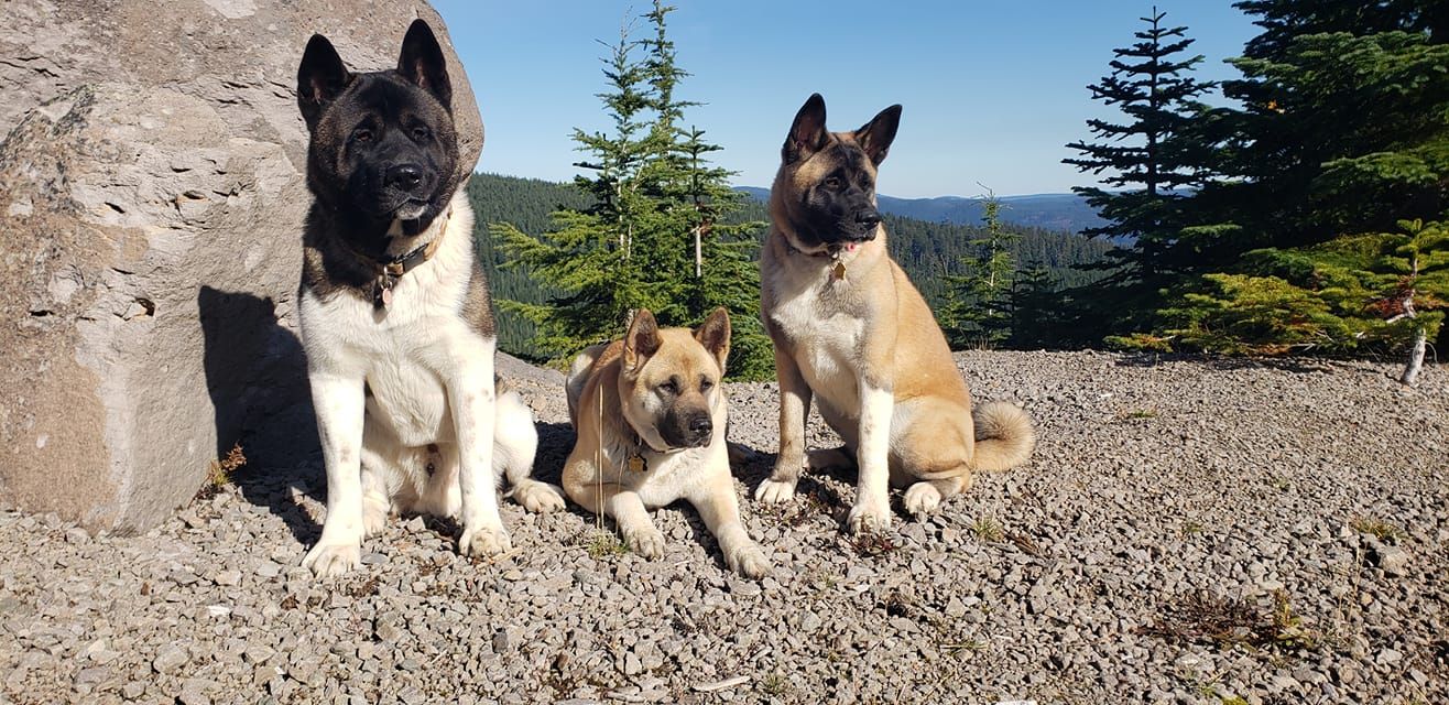 Mizuki Akita LLC. in Oregon | Akita puppies | Good Dog