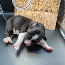 Australian Shepherd Puppies from Firelight Australian Shepherds