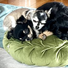 Chihuahua Puppies from Tiny Nation Chihuahuas