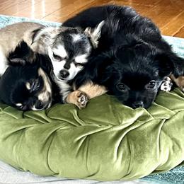 Chihuahua Puppies from Tiny Nation Chihuahuas