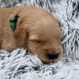 Annie - Apricot female Goldendoodle puppy in Ambrose, Georgia from Brandilyn's Aussies