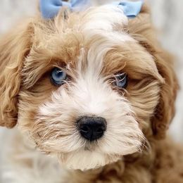 Bernedoodles, Cavapoos, Double Doodles, and Goldendoodles from Liberty Acres of Ohio