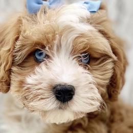 Bernedoodles, Cavapoos, Double Doodles, and Goldendoodles from Liberty Acres of Ohio