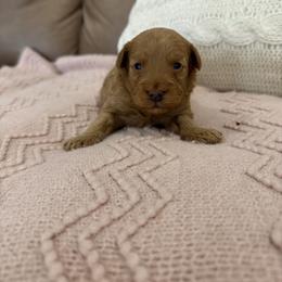 Fern - Red  female Goldendoodle puppy in Chesnee, South Carolina from Megan’s Spoiled Standards