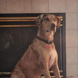 Boy 4 - Red merle Catahoula Leopard Dog puppy in Pavillion, Wyoming from TNT Catahoulas