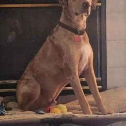 Boy 4 - Red merle Catahoula Leopard Dog puppy in Pavillion, Wyoming from TNT Catahoulas