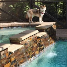 French Bulldog and Pomsky Puppies from Ba's Designer Puppies
