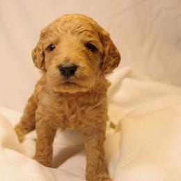 Biscotti (Red collar) - Red  female Goldendoodle puppy in Seattle, Washington from Dream Lake Doodles