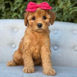Reba - Red  female Goldendoodle puppy in Queen Creek, Arizona from Goldendoodle AZ