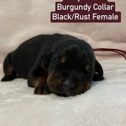 Burgundy Collar - Black and rust female Doberman Pinscher puppy in Lake City, Florida from Paintedcrazy Doberman Pinchers