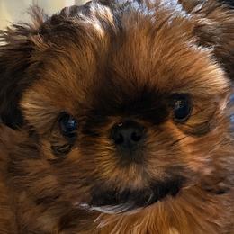 Shih Tzus from Glorious Shih Tzu