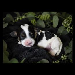 Briar - Tri-color female Cavapoo puppy in Battle Lake, Minnesota from Panda Puppies