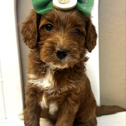 Cranberry - Red  female Goldendoodle puppy in Peoria, Arizona from Cactus Doods
