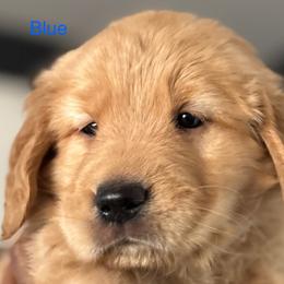 Blue collar - Golden male Golden Retriever puppy in Vail, Arizona from Retrievers Gold AZ