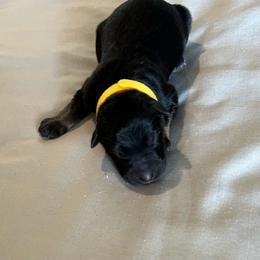 Girl 2-yellow - Black and tan female German Shepherd puppy in Sharon Grove, Kentucky from Julie’s Shepherds