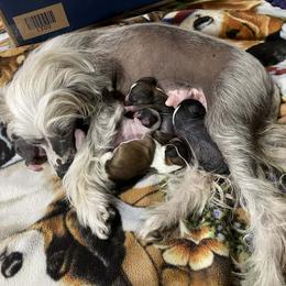 Chinese Crested puppies from Wolf Creek Cresteds