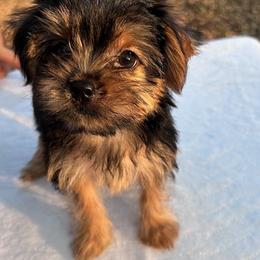 Girl Traditional - Black and tan female Yorkshire Terrier puppy in San Marcos, Texas from Casa de Yorkies
