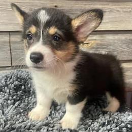 Pembroke Welsh Corgis from Sophie's Corgies