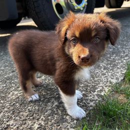 Male 4 - Red tri-color male Australian Shepherd puppy in Tillamook, Oregon from Royal Australian Shepherds