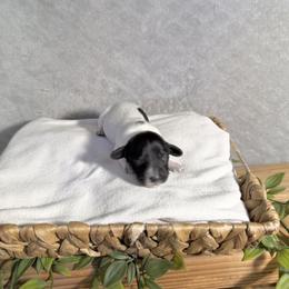 Daphne - Piebald female Dachshund puppy in Lakeland Village, California from CA__Dachshunds