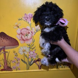 Girl 2 - Black & white female Miniature Australian Shepherd puppy in Adel, Georgia from Coast to coast Aussies