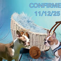 Boston Terrier puppies from Angie's Little Bostons And Frenchies