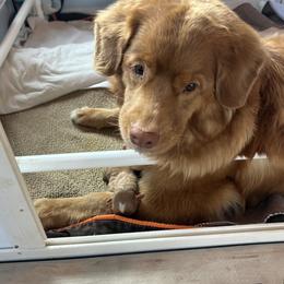 Digsby - Nova Scotia Duck Tolling Retriever