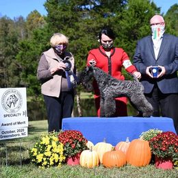 Kerry Blue Terrier All Grown Up from BlueAire