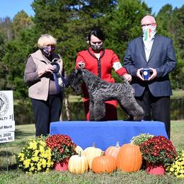 Kerry Blue Terrier All Grown Up from BlueAire