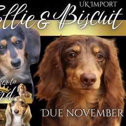 Dachshund puppies from Piney Woods Miniature Dachshunds LLC