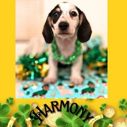 Harmony - Black and cream female Dachshund puppy in Saint Paul, Minnesota from Vibrant Eyes Doxies