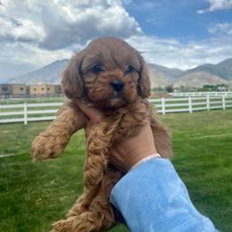 Cavapoo and Cockapoo All Grown Up from Megan Roach's Cockapoos, Cavapoos and Aussiedoodles