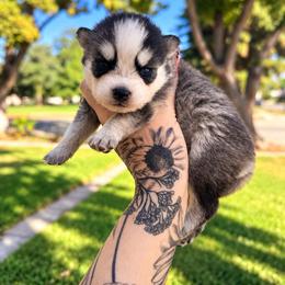 Girl 5 - Gray and white female Pomsky puppy in La Verne, California from Red Cedar Pomskies
