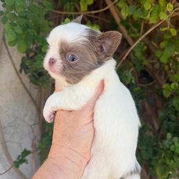 Gage - Blue and white male Chihuahua puppy in Newport Beach, California from Exotic City Pomeranians and chihuahuas
