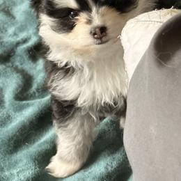 Pomsky Puppies from Nehalem Pomskies