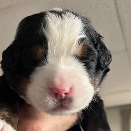 Girl 4 - Bernese Mountain Dog puppy from Birdsong Bernese Mountain Dogs