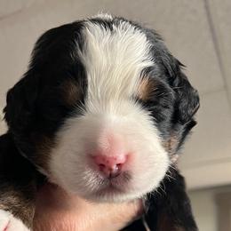 Girl 4 - Bernese Mountain Dog puppy from Birdsong Bernese Mountain Dogs