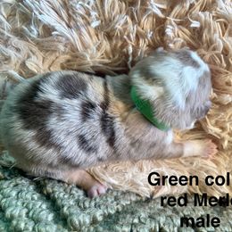 Red Merle 1 - Red merle male Miniature Australian Shepherd puppy in Kingsport, Tennessee from Copper Line Aussies