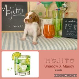 Mojito - Orange and white male Brittany puppy in Downers Grove, Illinois from Attitude Brittanys