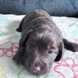 Coco - Chocolate female Dachshund puppy in Ocala, Florida from Weenie Boops
