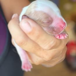 Girl 2 - Blenheim female Cavalier King Charles Spaniel puppy in Lewiston, Utah from Country Pups Cavaliers