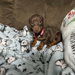 Dachshund Puppies from Johnson’s Weiner Farm