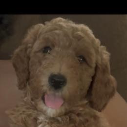 Goldendoodle Puppies from A&B Happybreeds