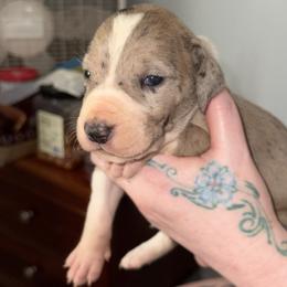 Pink collar - Mantle merle female Great Dane puppy in Loris, South Carolina from Days Danes