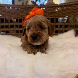Lily orange collar - Apricot female Goldendoodle puppy in Shingle Springs, California from Creamy Retrievers